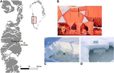 Dissolved Nitrogen Speciation and Concentration During Spring Thaw in the Greenland Ice Sheet Dark Zone: Evidence for Microbial Activity
